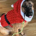 IOPSC's December 2024 Pet of the Month, Santa Klaus.