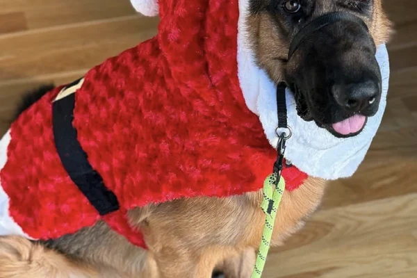 IOPSC's December 2024 Pet of the Month, Santa Klaus.