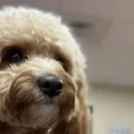 Thumbnail image of Rusty, a mini poodle, in the IOPPD Police Department.