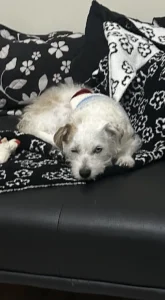 Tje Isle of Palms, SC's update about a sleeping dog.