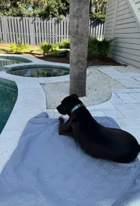 New neighborhood dog on Isle of Palms, South Carolina.