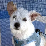 A portrait of Isle of Palms, South Carolina's most well known dog, Frank.