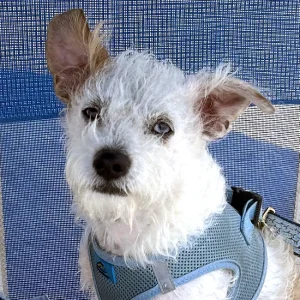 A portrait of Isle of Palms, South Carolina's most well known dog, Frank.