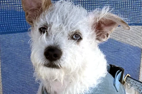 A portrait of Isle of Palms, South Carolina's most well known dog, Frank.