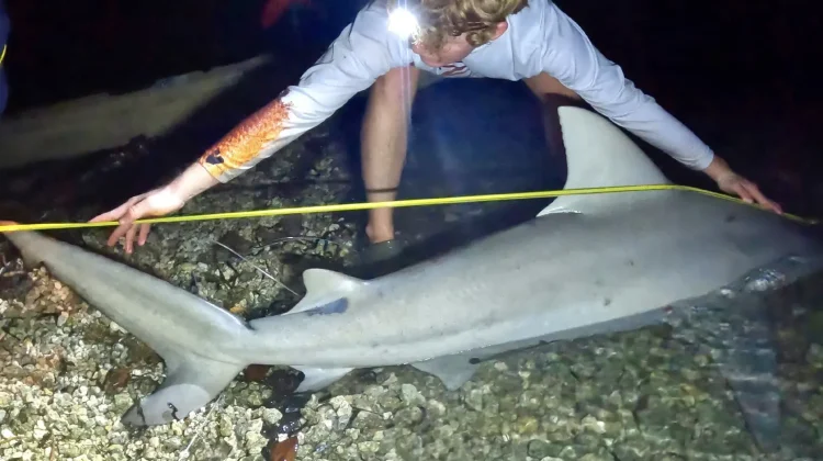 Wild Life Biology instructor teaching IOP's youth the ins-and-outs on sharks.