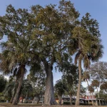 Photo of a beautiful live oak tree on IOPSC 2025.