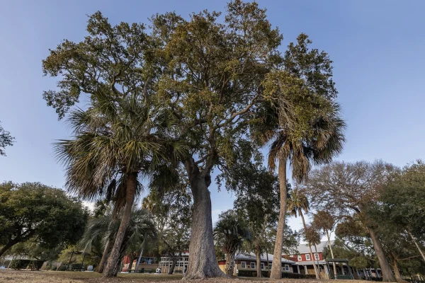 Photo of a beautiful live oak tree on IOPSC 2025.