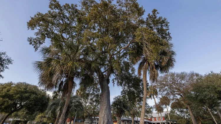 Photo of a beautiful live oak tree on IOPSC 2025.