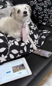 Gossiping, canine, social media, influencer, phone call
