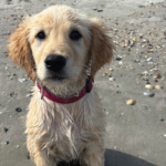 Homepage featured photo for Island Vibe's 2025 July Pet of the Month.