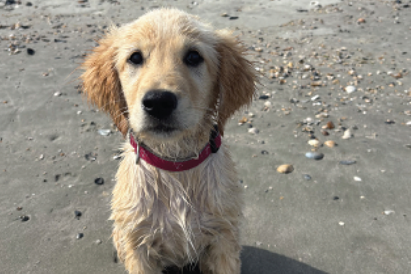 Homepage featured photo for Island Vibe's 2025 July Pet of the Month.