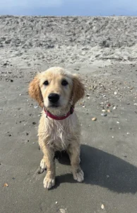 Isle of Palms, SC's latest doggy addition, Poppy the Golden Retriever.