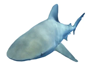 Picture of a black tip shark, a species of that can be found on the beaches of Isle of Palms, South Carolina.