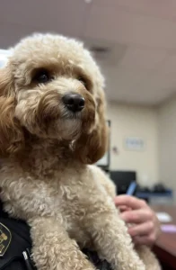 Photo of Rusty, a mini poodle on the shoulders of an IOPPD officer that is up for adoption through Charleston Animal Sociey.