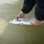 SC DNR agent holding a fish as he explains the current weather cold snaps and why fishers should practice catch and release