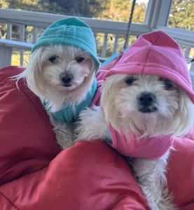 Two small dogs all bundled up on their screen porch on Isle of Palms, South Carolina.