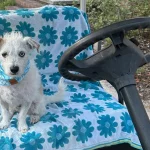 Yorkshire Terrier sitting on golf cart seat with flower patterned beach towel drapped over it.