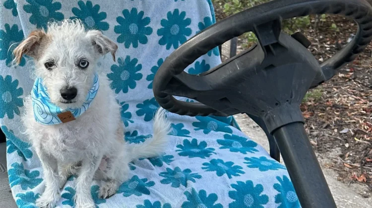 Yorkshire Terrier sitting on golf cart seat with flower patterned beach towel drapped over it.