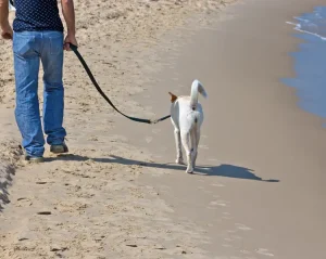 Rear view of an adult walking down a sandy beach on the water line.