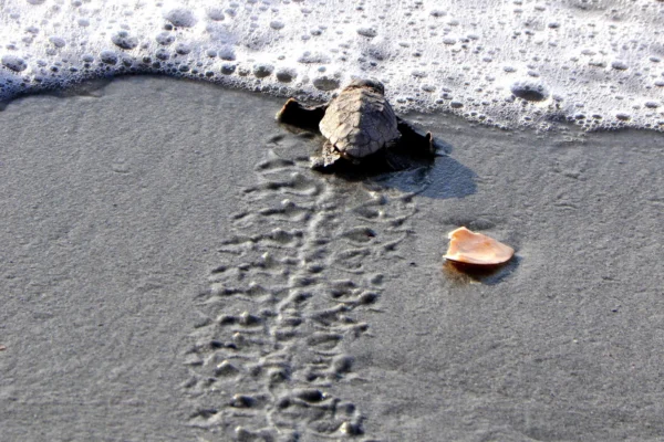 baby tortoise, first crawl, shell, fin, crawl