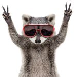 Edited photo of a raccoon wearing ski goggles and throwing up two peace signs with its two front paws.