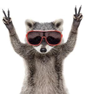 Edited photo of a raccoon wearing ski goggles and throwing up two peace signs with its two front paws.