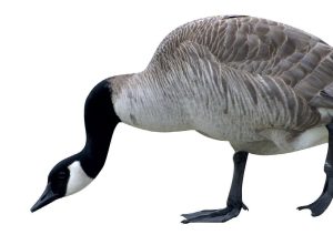 A slightly cropped profile picture of a Canadian Goose inspecting the ground in front of it.