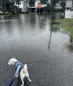 A picture of a flooded residential IOP street, caused by Tropical Storm Debby, and the photographer's leashed, small breed, white dog.