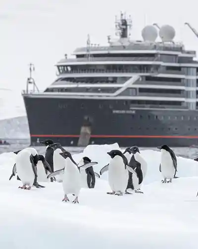 Penguins with a ship in the background