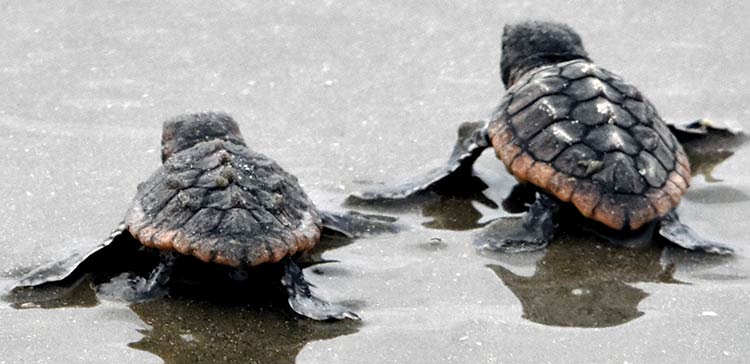 Loggerhead Turtle Hatchlings