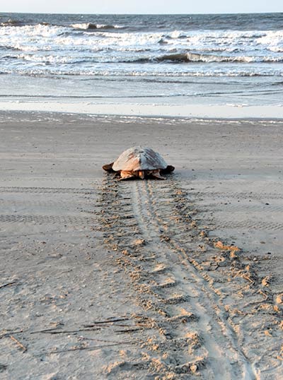 A sea turtle leaves tracks as it heads for the ocean