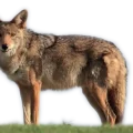 A wolf standing in the grass.