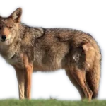 A wolf standing in the grass.