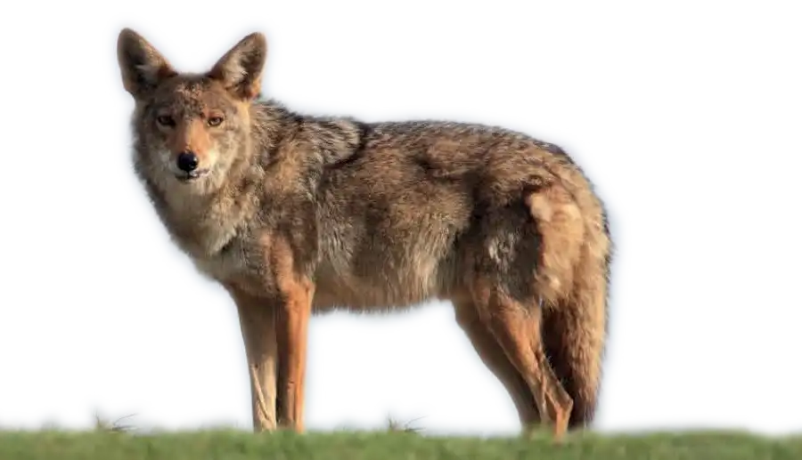 A wolf standing in grass